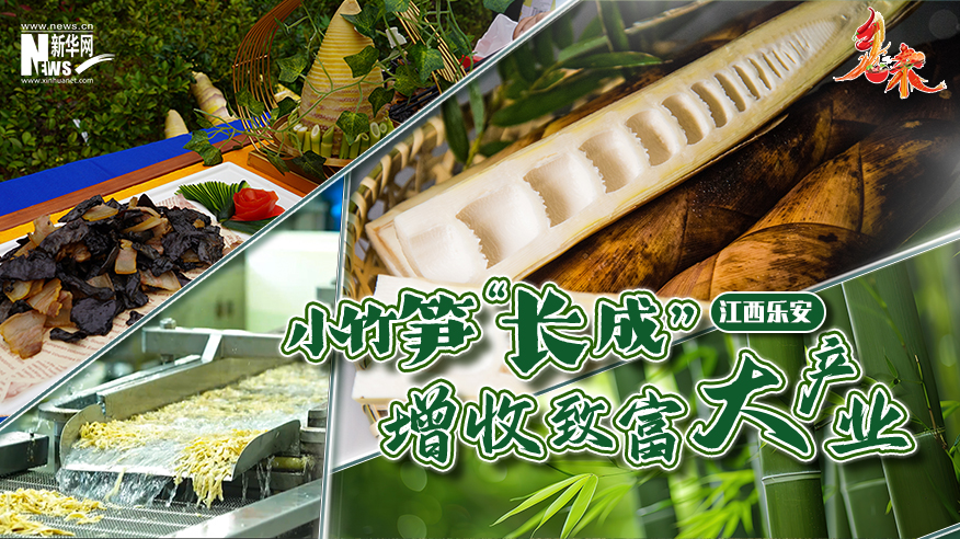 乡味 | 江西乐安：小竹笋“长成”增收致富大产业