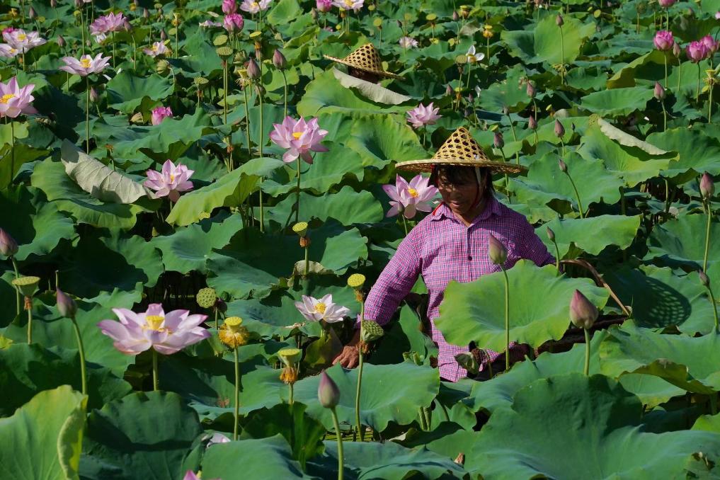 万千气象看江西|江西广昌：盛夏采莲忙