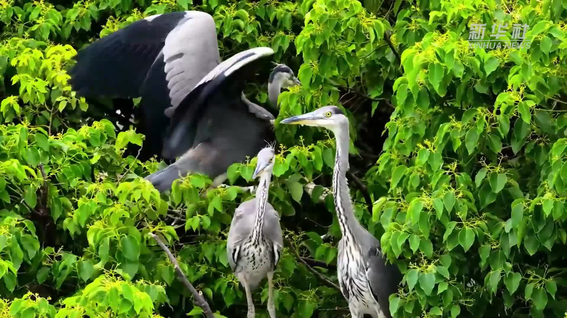 鄱阳湖畔小苍鹭学飞
