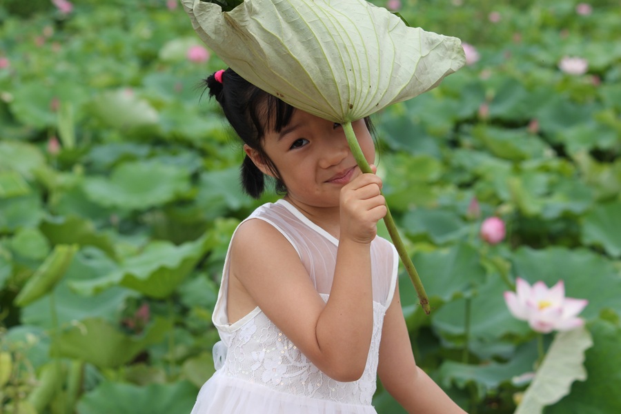 江西广昌：荷花朵朵 夏意满塘