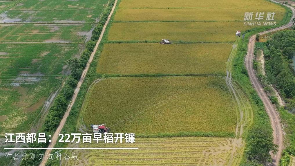 江西都昌：22万亩早稻开镰