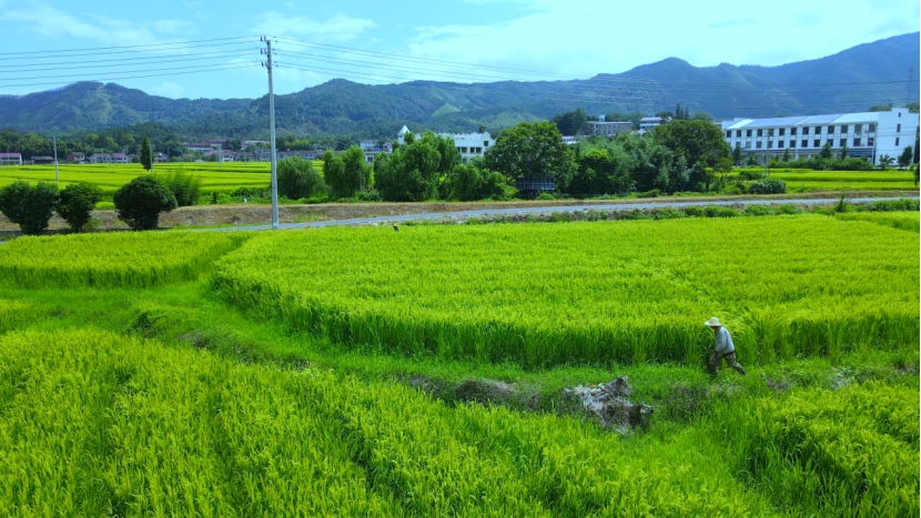 江西資溪：稻浪翻滾“趕花”忙 制種田間育希望