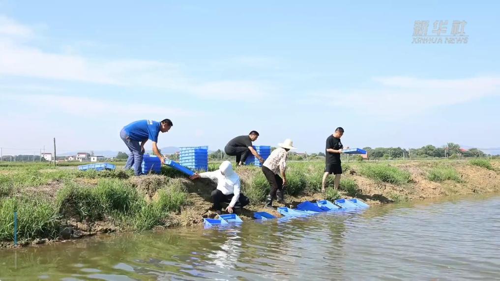 江西泰和县：澳洲淡水龙虾下苗正当时
