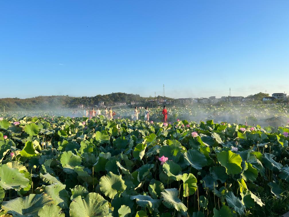 赏莲海 游古镇 来江西广昌探寻文旅融合发展新路径