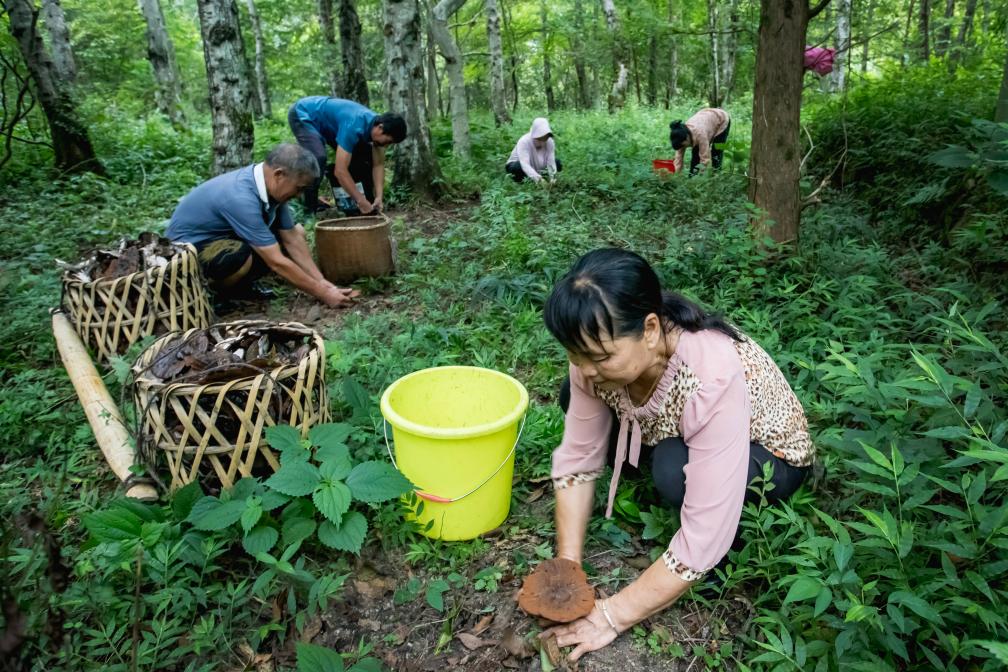 “仙草”喜丰收 村民展笑颜