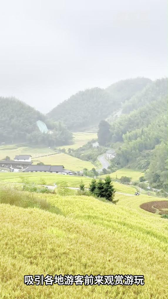 江西崇義:金色梯田醉心間