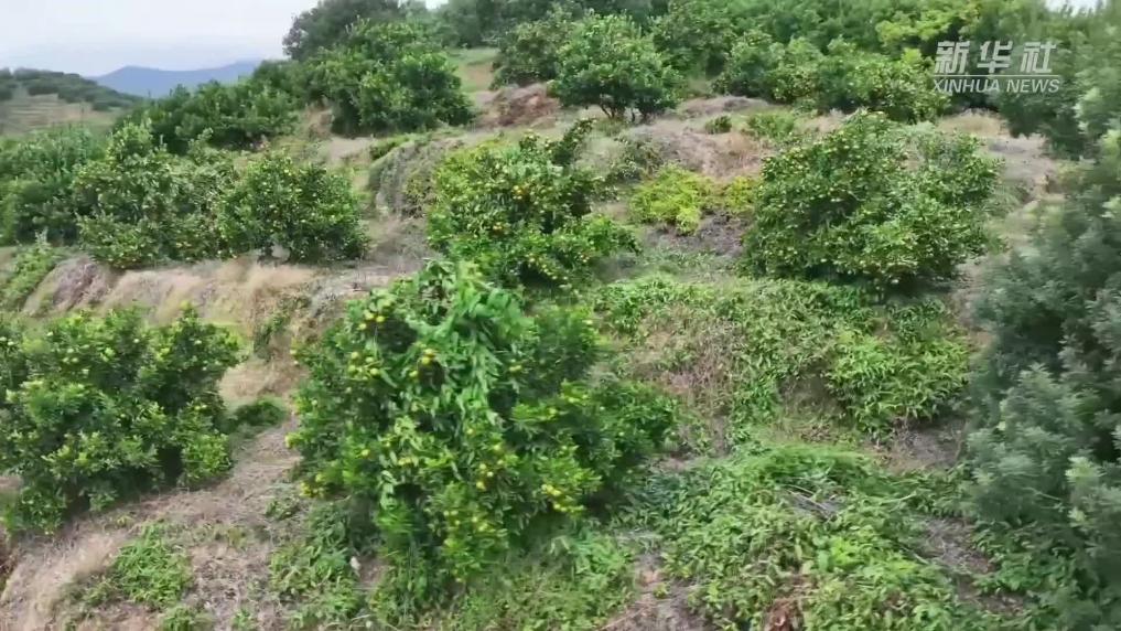 江西永修：桔香满园 采摘正当时