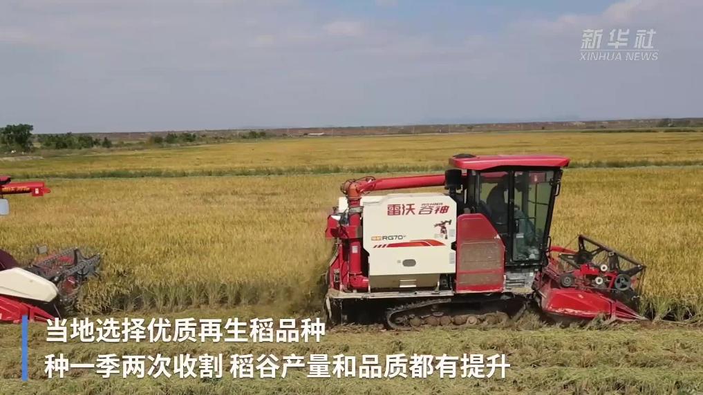 江西都昌:再生稻第二茬开镰收割