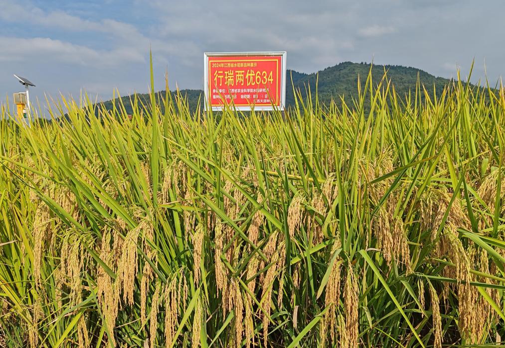 江西：科技創新引領種業振興 “實驗室成果”變“豐收碩果”