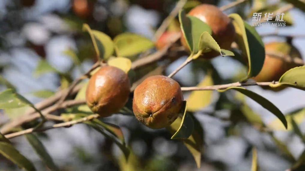 江西宜春:油茶喜迎丰收季