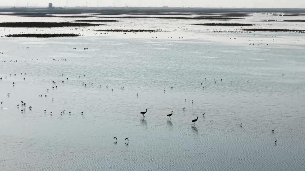 江西永修:鸟麂共绘鄱湖美