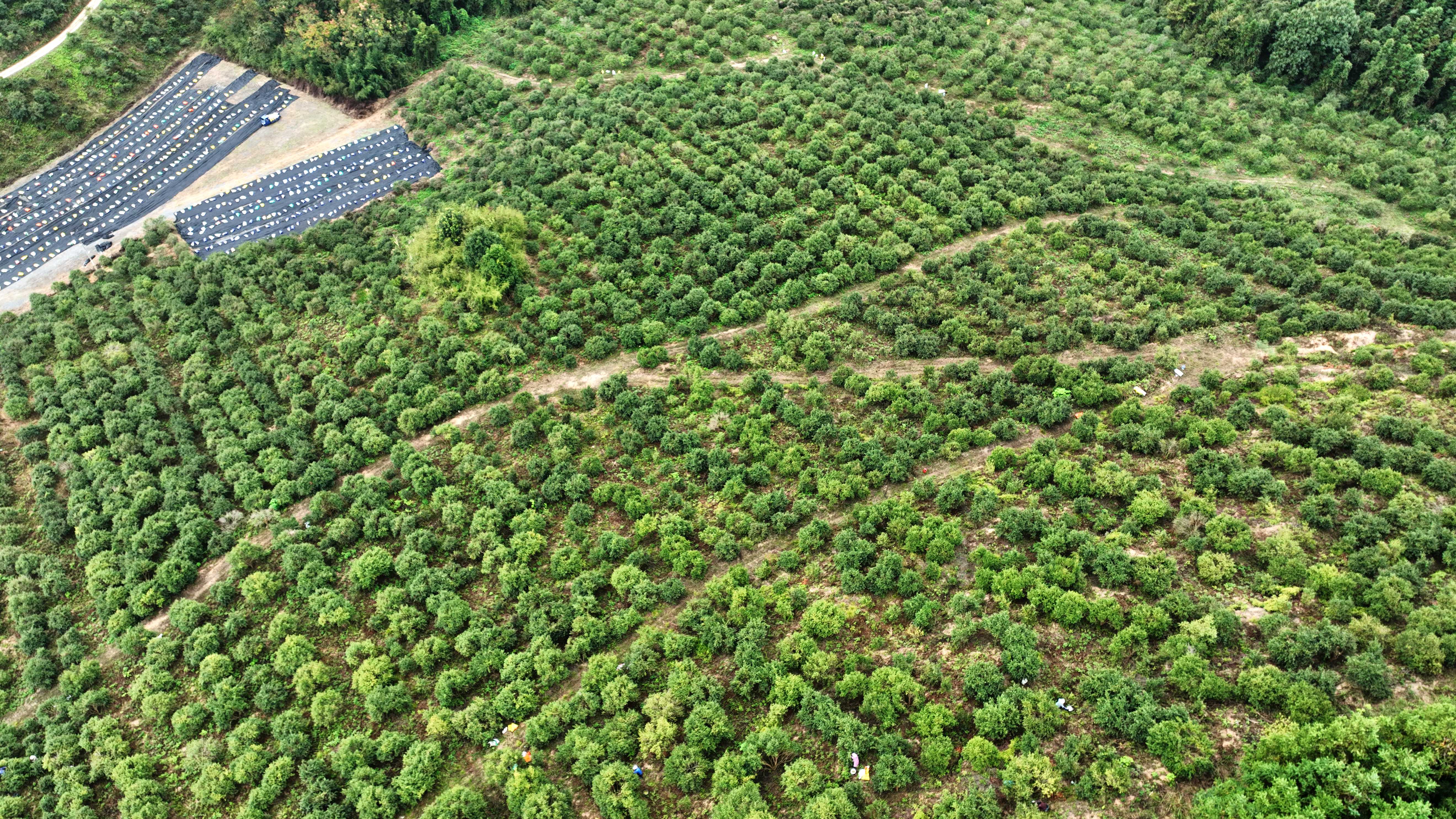 分宜高産油茶喜迎豐收