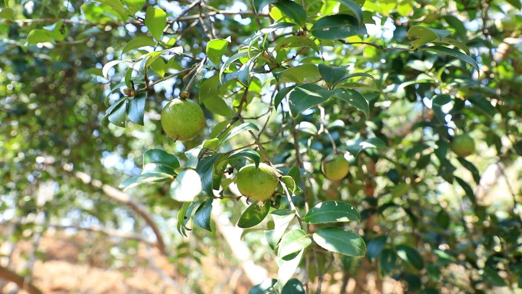 江西大余:油茶“土特産”變身致富“金鑰匙”