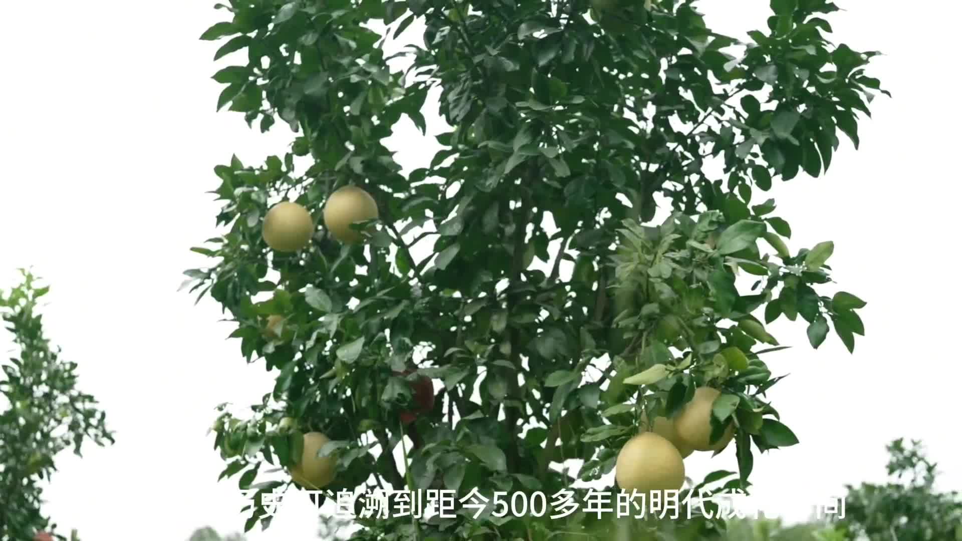 马家柚：500 年“中华名果”变身百姓“致富果”