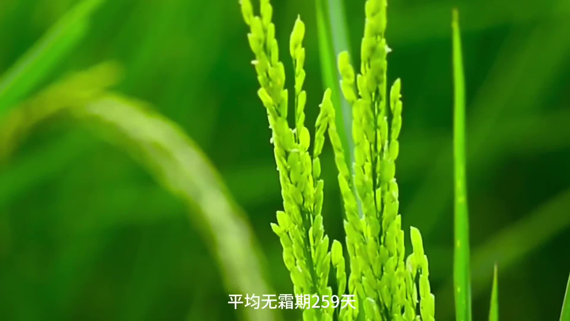 万年贡米：从明朝贡米到联合国农遗 铸就“国米”金字招牌