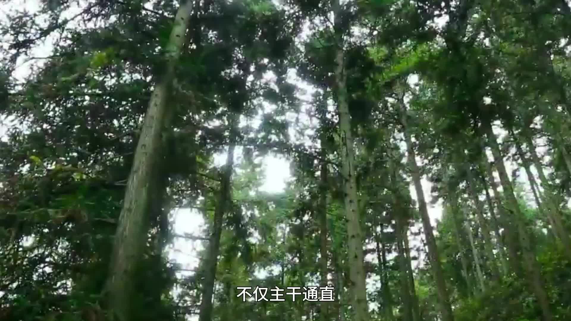 陈山红心杉：以良种培育 激活安福林业经济新动能