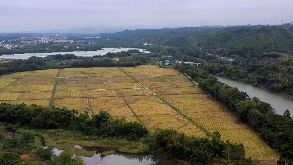 江西大余：1.4万亩冬油菜播种忙