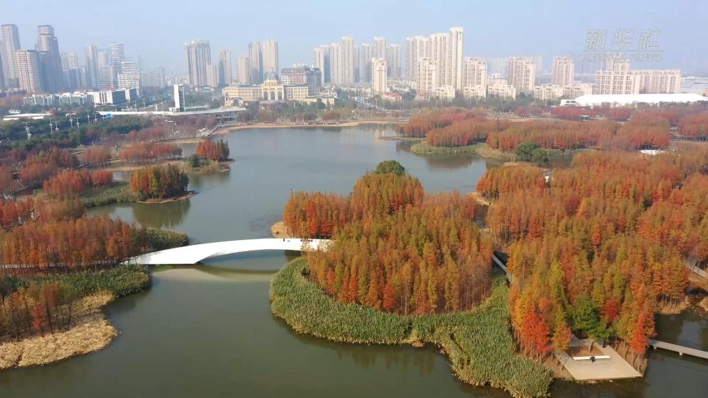 南昌:湿地公园水杉换“红妆”