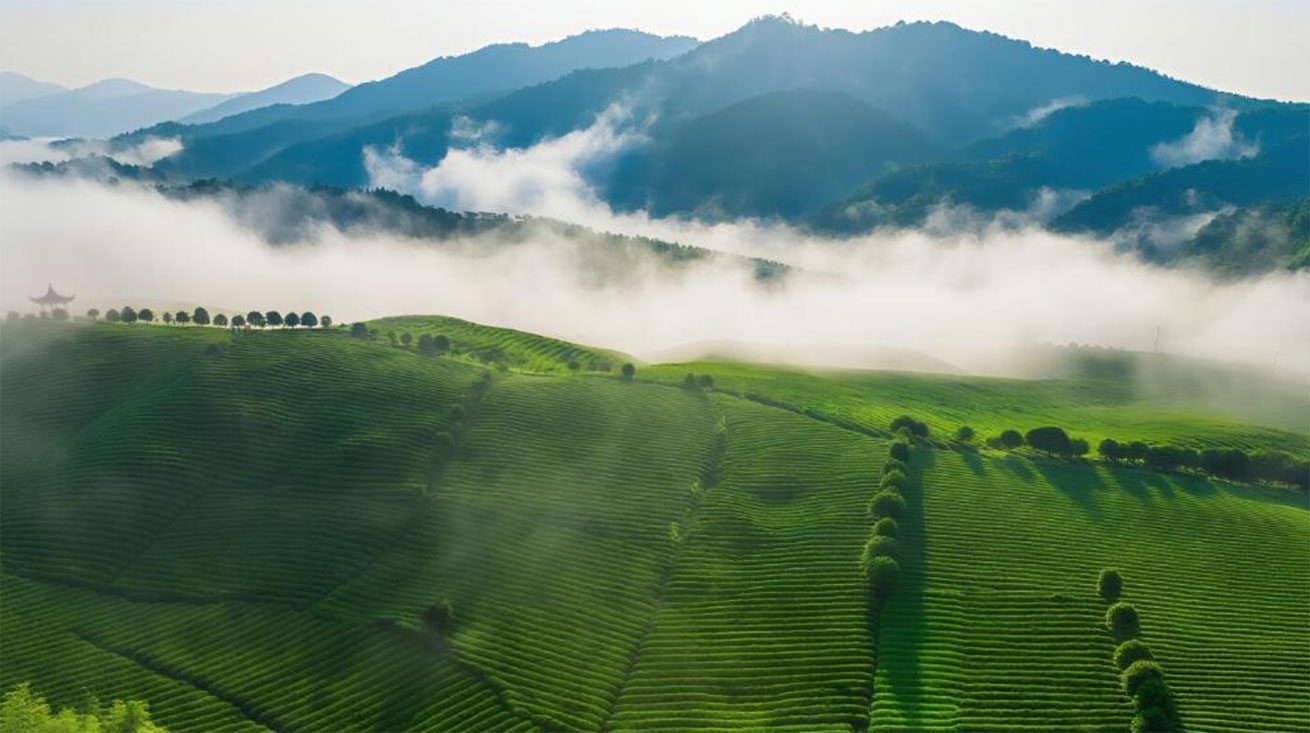 “绿茶金三角”的婺源野望:这场世界级大会如何描绘绿茶产业新经纬?