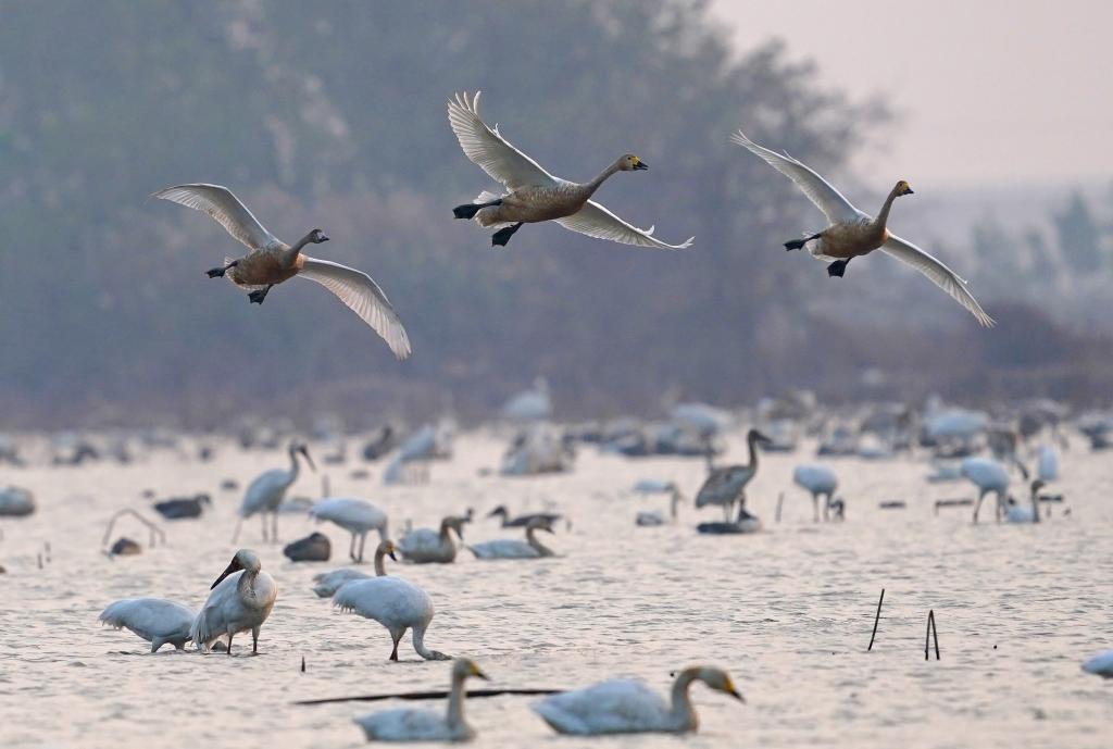 南昌：五星白鹤保护小区迎来候鸟栖息高峰