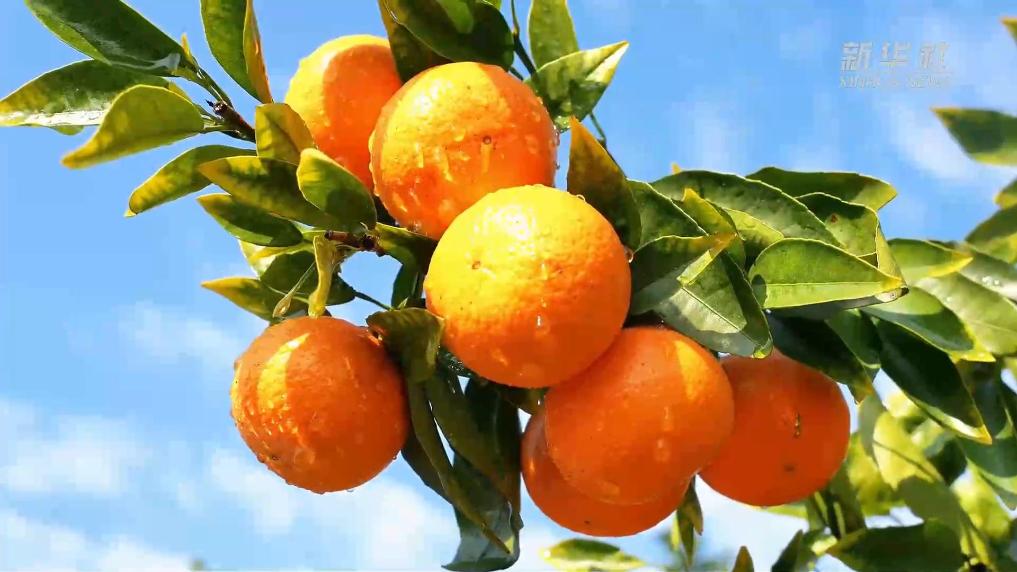 江西上犹:千亩沃柑喜迎丰收