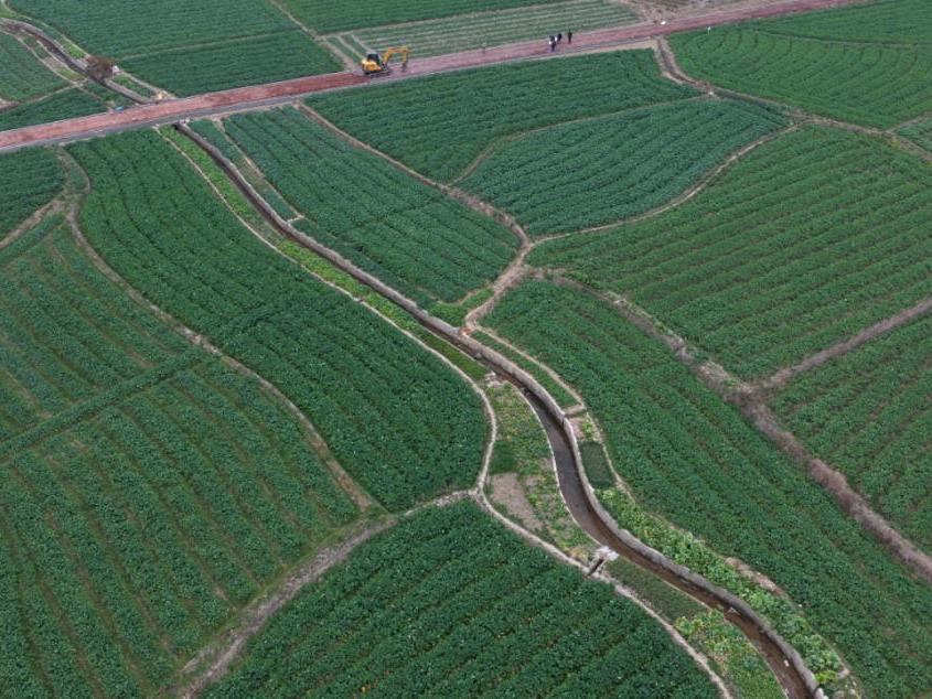 江西永新：抗病油菜新品种助农增收