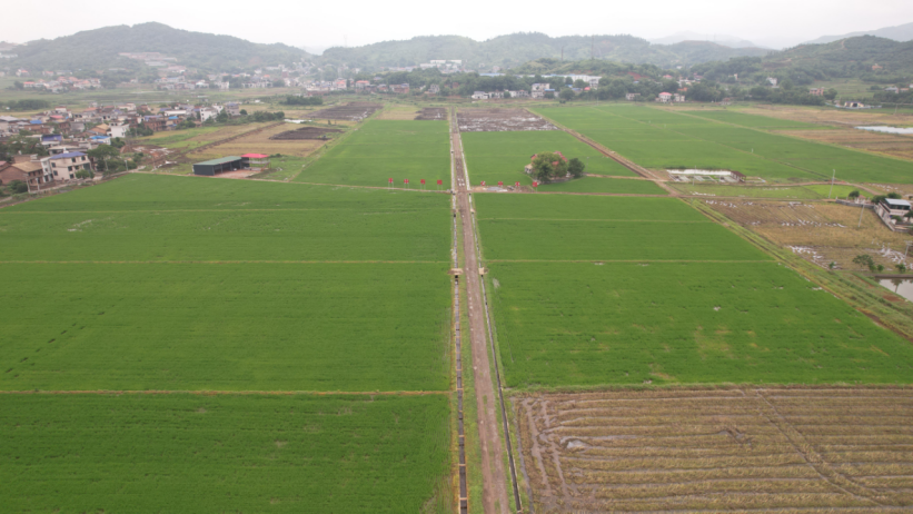 萍乡市湘东区腊市镇：从“会种田”到“慧种田” 绘就振兴新图景