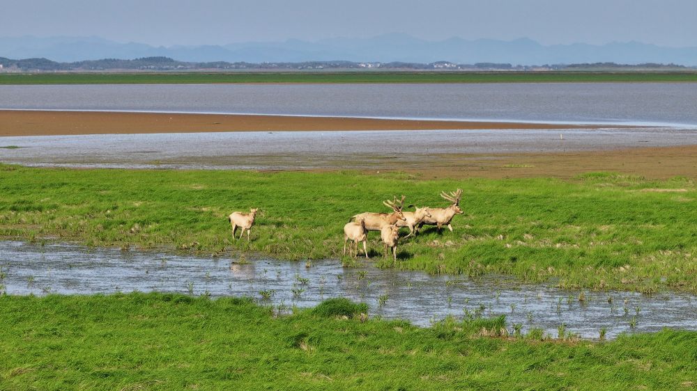 麋鹿重归 江豚游弋 白鹤越冬——世界生态驿站奏响“大湖精灵”圆舞曲