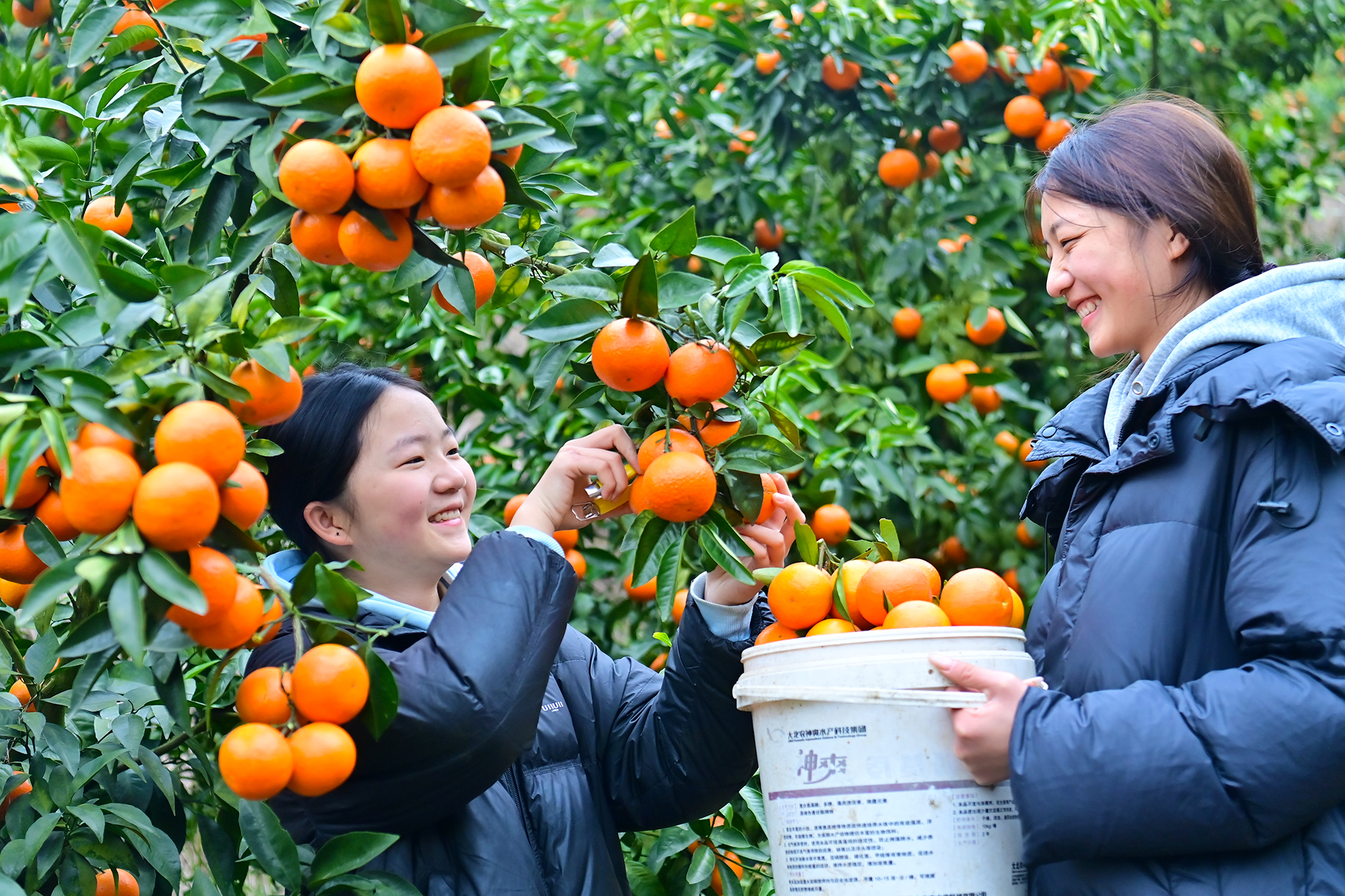江西万载：采摘晚熟沃柑 供应春节市场