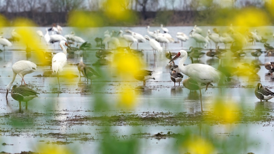 一带一路故事绘丨中非“双湖记”：鄱阳湖与维多利亚湖生态共治影像志