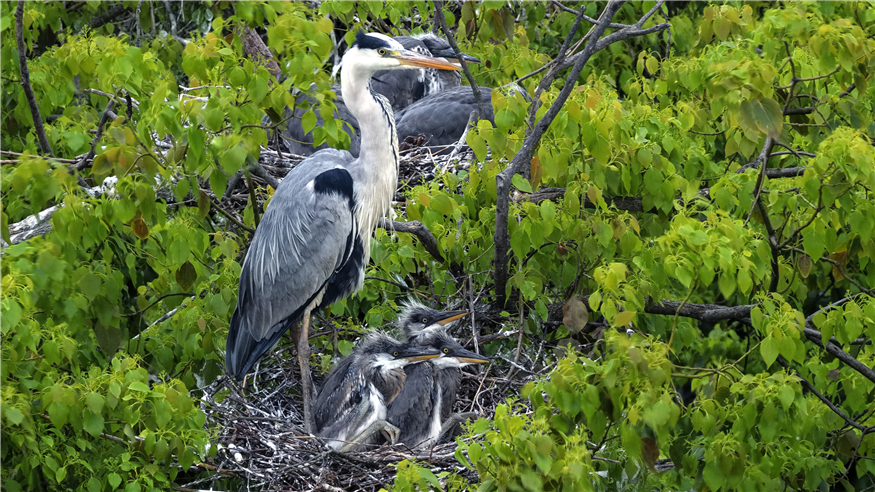 鄱阳湖畔苍鹭村：28年守护 人鸟共家园
