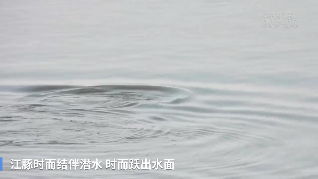 鄱阳湖上江豚戏水