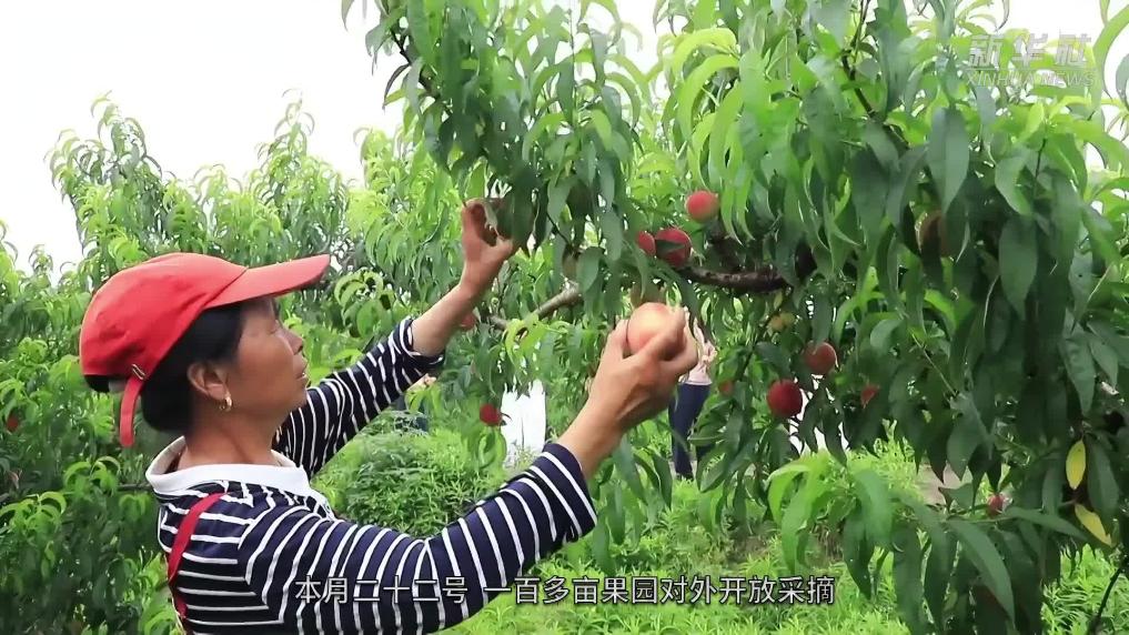 江西湖口：鲜桃上市 桃园迎来采摘季