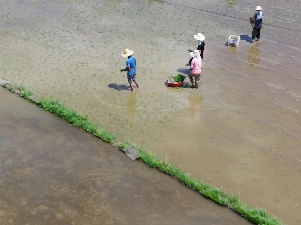 晚稻移栽正当时 田间地头插秧忙