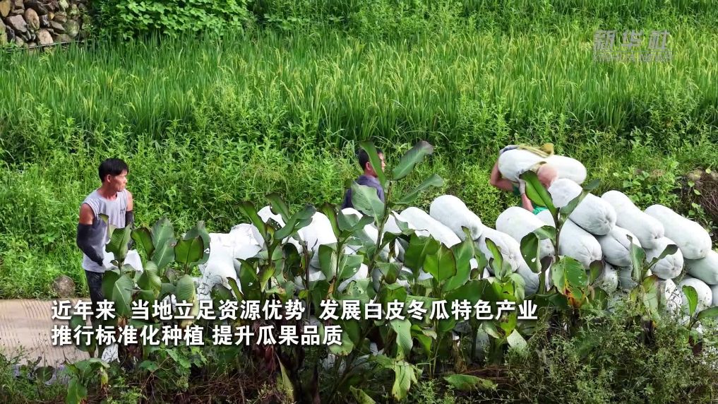 江西赣县：“白胖”冬瓜喜丰收