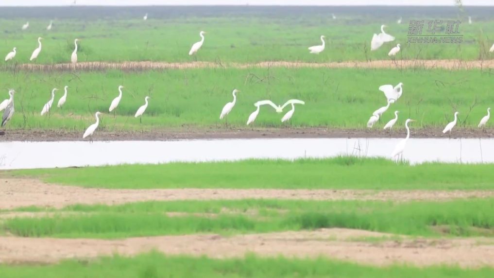江西鄱阳湖：冬夏候鸟交替“换岗”