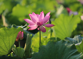 江西广昌：从一朵白莲看莲乡的品牌密码