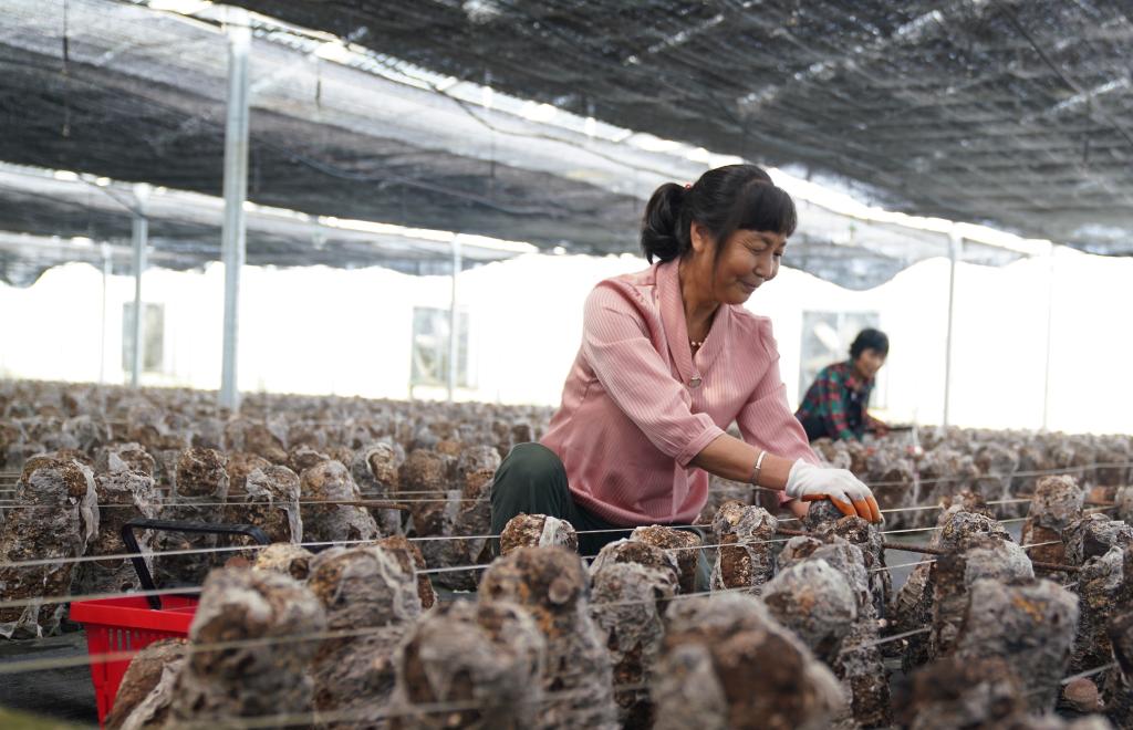 江西樂平：菌菇種植促增收
