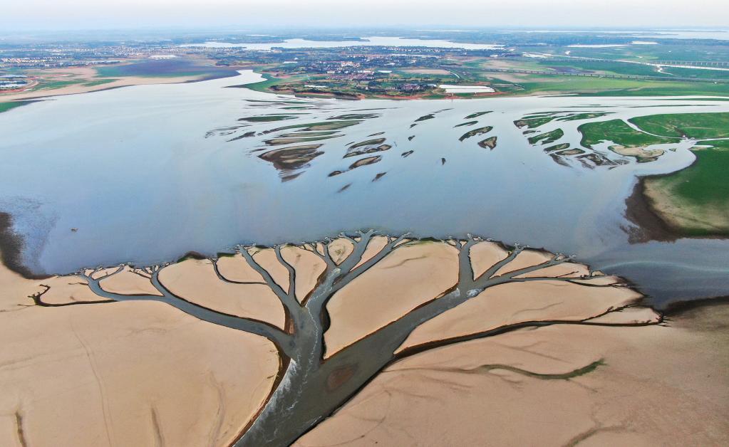水位持续下降 鄱阳湖现“大地之树”自然景观现象