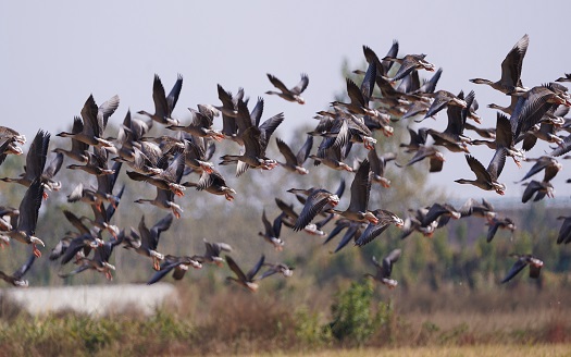 冬候鳥抵達鄱陽湖