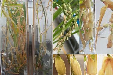 我国在国际上首次完成水稻“从种子到种子”全生命周期空间培养实验