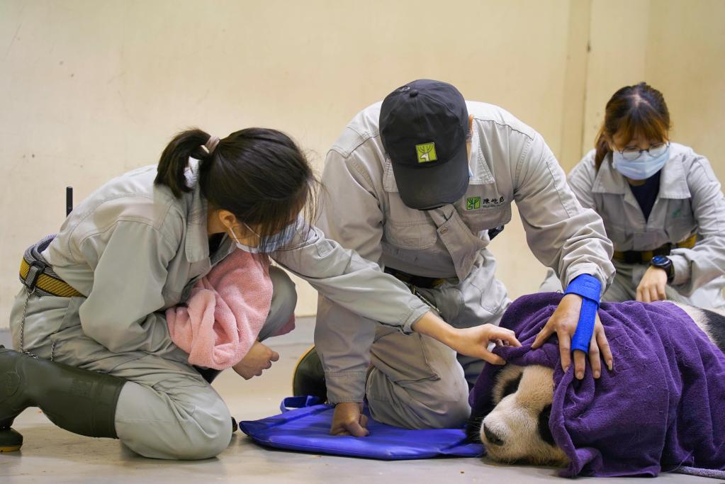 台北动物园公布大熊猫“团团”病理解剖报告